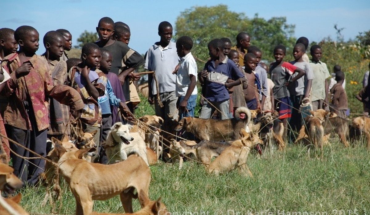 rabies-dogs-africa